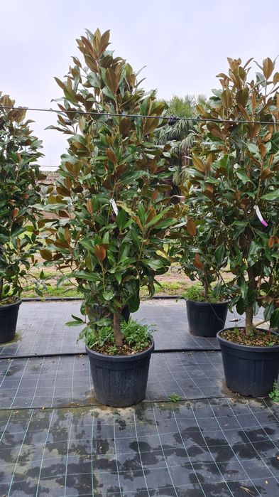 Magnolia grandiflora mai multe dimensiuni