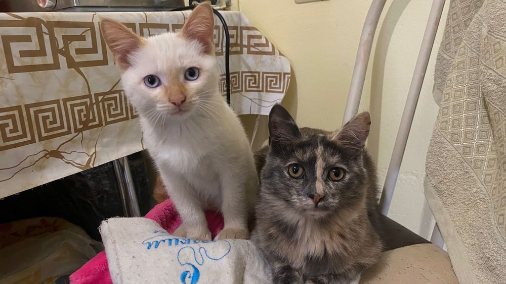 Мысықтар беремін/ котята