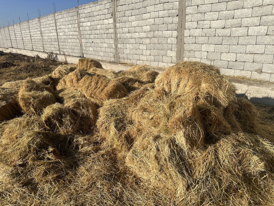 пресс шоп жаксы