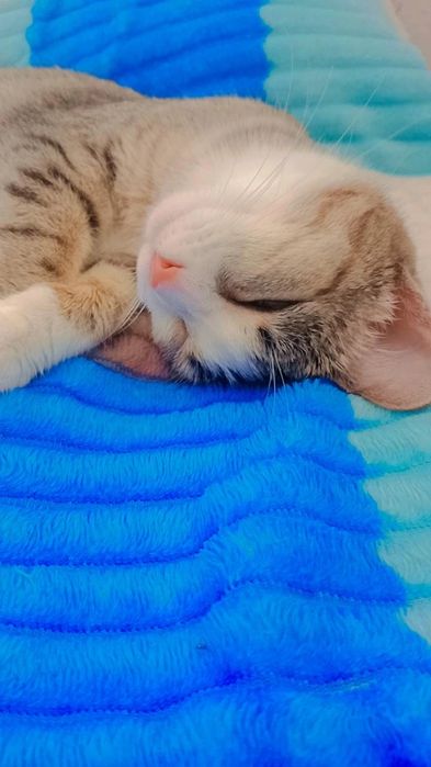 Котята очень КРАСИВЫЕ