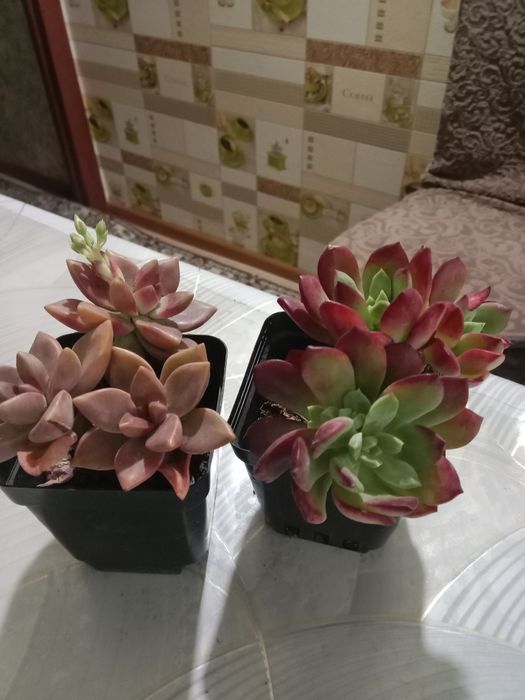 Суккуленты цветы продам