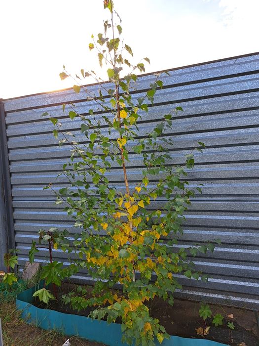 Саженец    березы