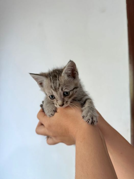 Отдам котят в хорошие руки!