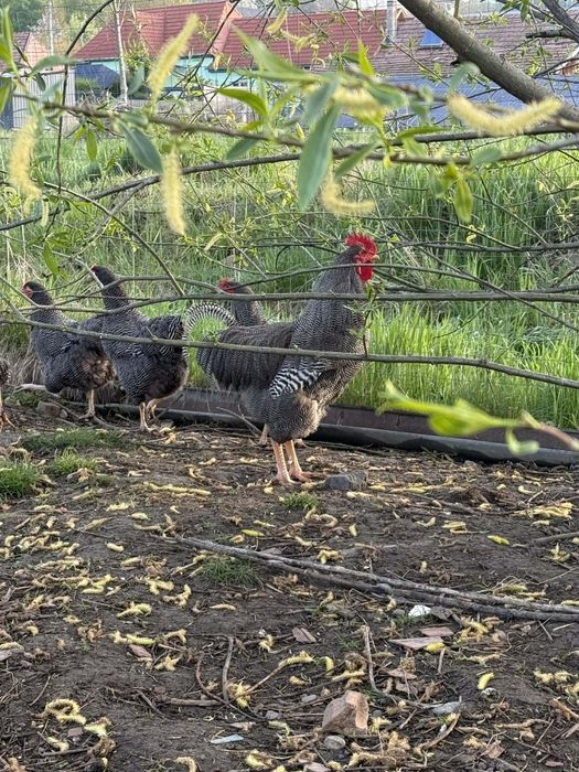 Cocoș Plymouth in vârstă de 1 an.... Jud: Mureș