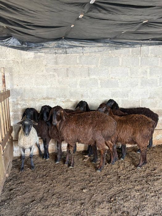 Қозы кошкар баран овцы