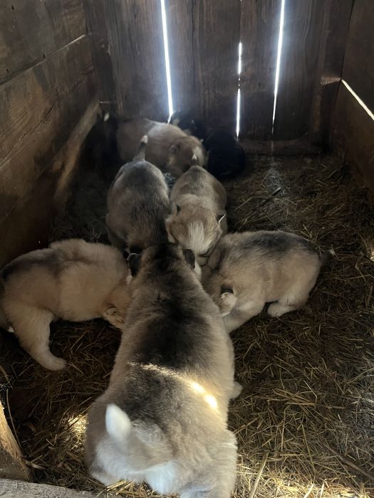 Продам щенят хасски