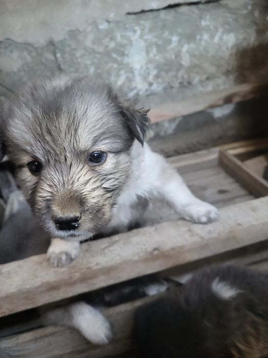 Отдам в хорошие руки