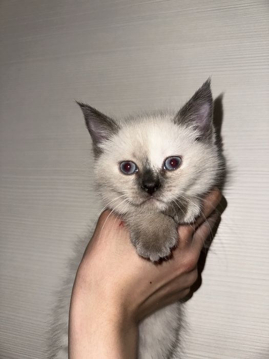 Продаются шотландские котята!