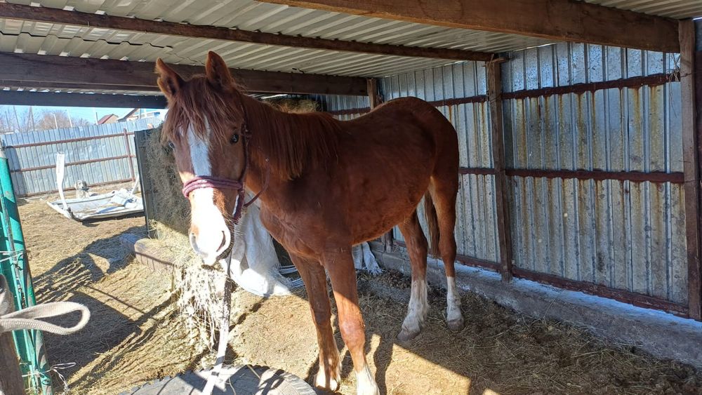 Продам лошадь құнан сатылады