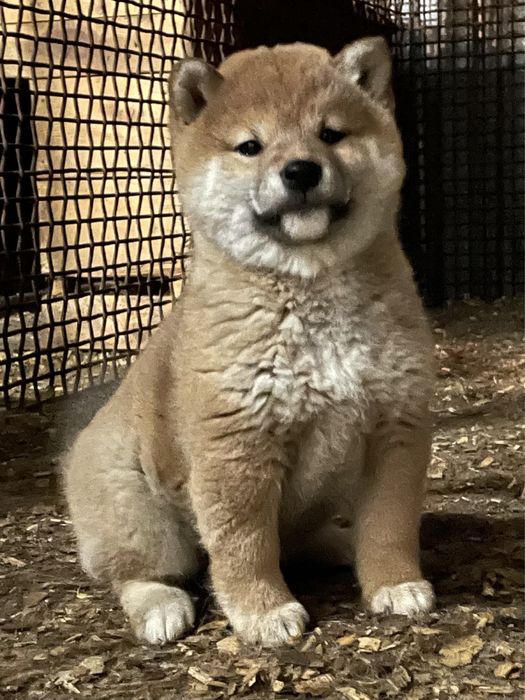 Сиба ину щенки,питомник