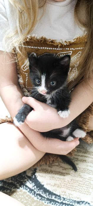 Котёнок, девочка. Самовывоз г. Талгар.