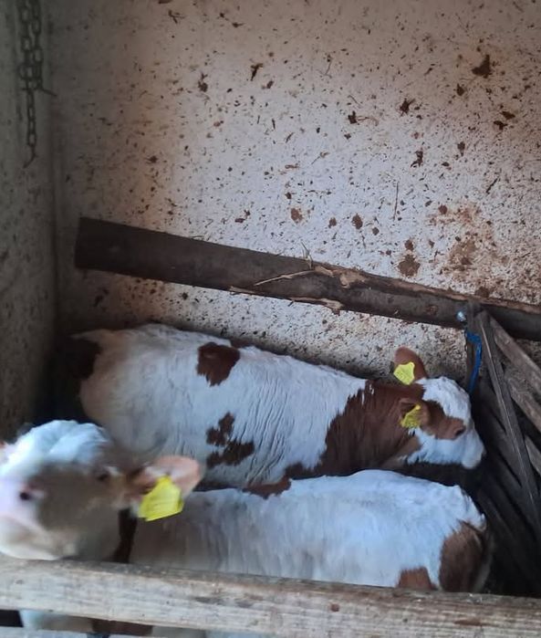 Vând viței de o lună