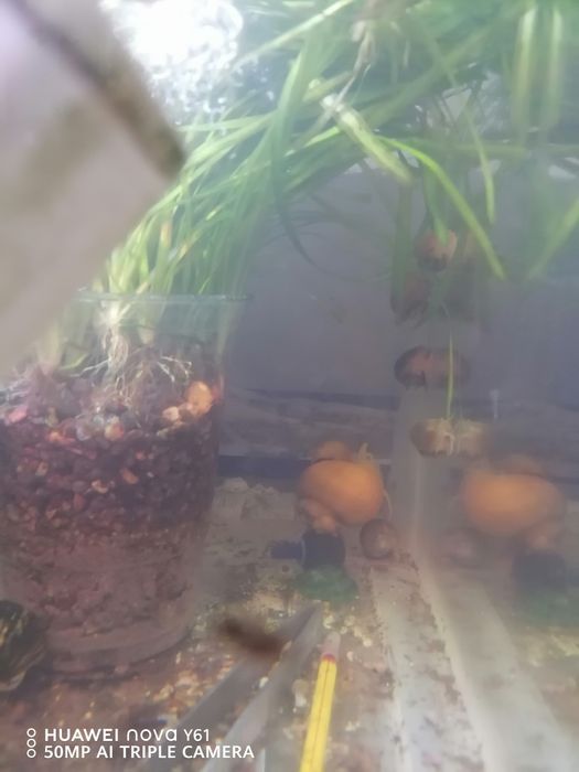 Ампулярии симпотюли