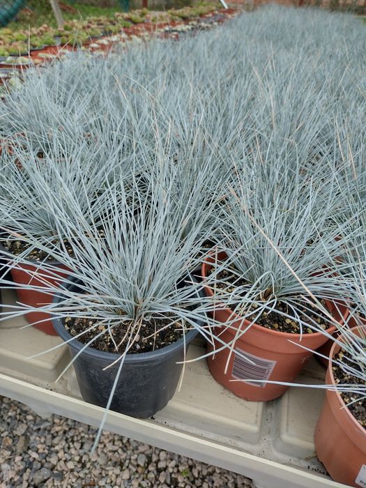 Producator vand diferite plante ornamentale