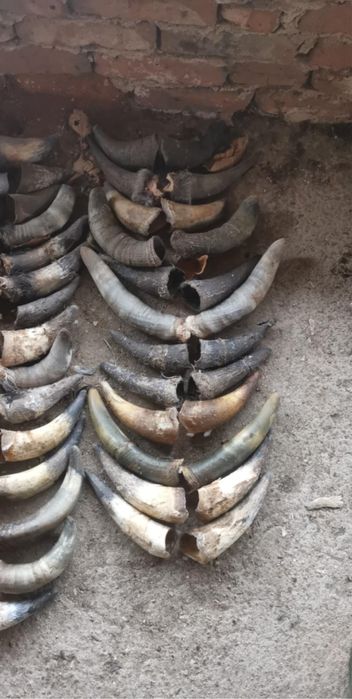 Рога на животни .