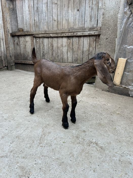 Se vând țapișorii Anglo-Nubian