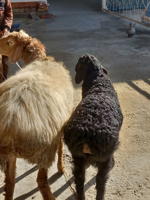 Qizil quyni ozi sotiladi