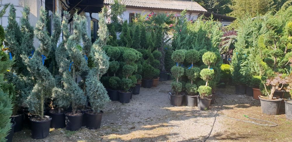 Vindem din pepiniera noastră diferite plante ornamentale
