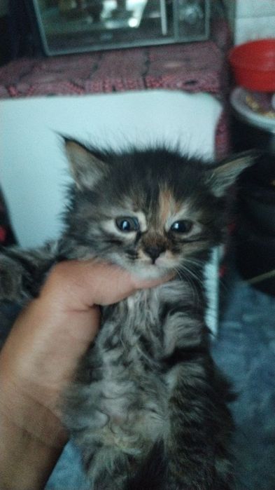 котята даром отдаю