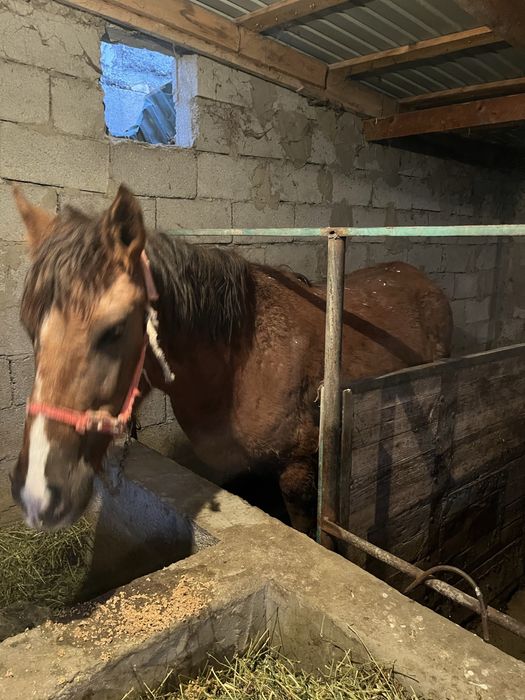 Бие сатыладыы бордакы