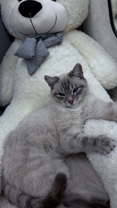 Нашли кота ищем хозяев