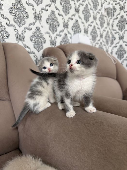 Продается котенки вислоухие