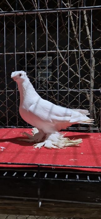 Белая голубкааааа