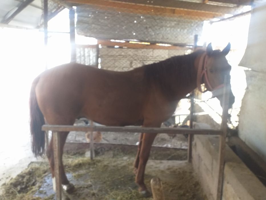 дөнен сатылады жақсы айғырдан