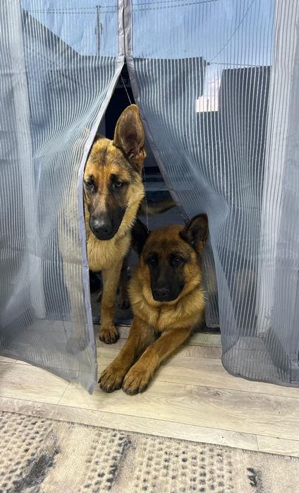 Щенки немецкой овчарки