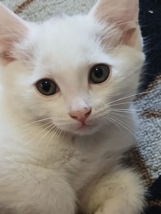 Отдам котят даром