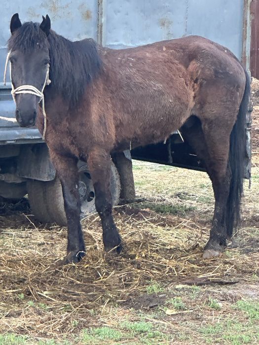 Пішпе мерин пишпе лошадь конь