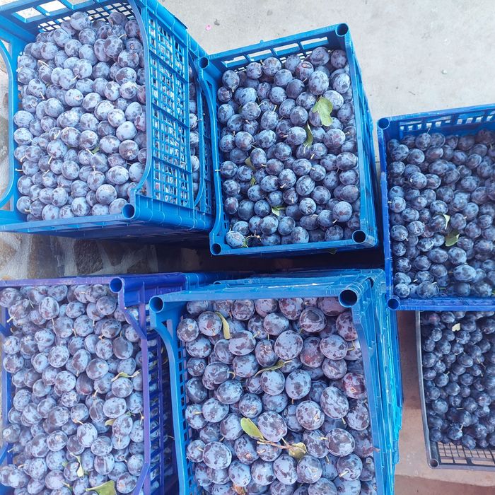 Prune coapte , diferite soiuri detalii la telefon