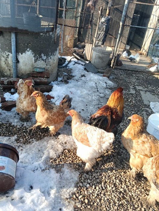 Găini brahma și italian pitic