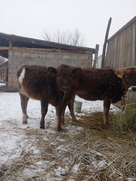 Крупнно рогатый Скотт