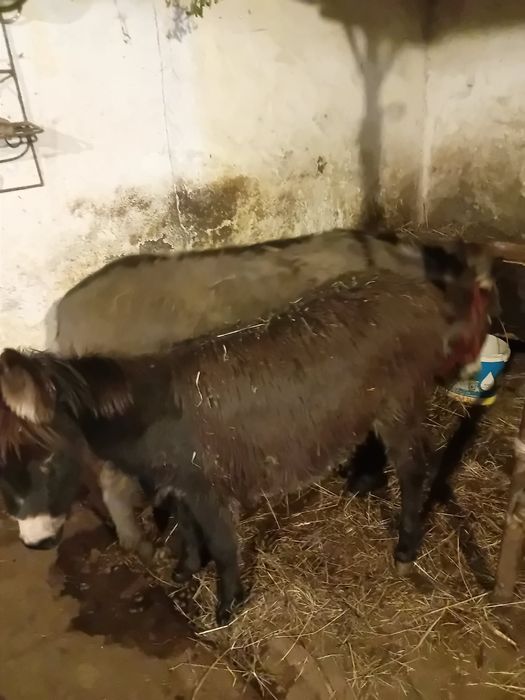 Vând măgăriță de 5 anii ( gestantă )