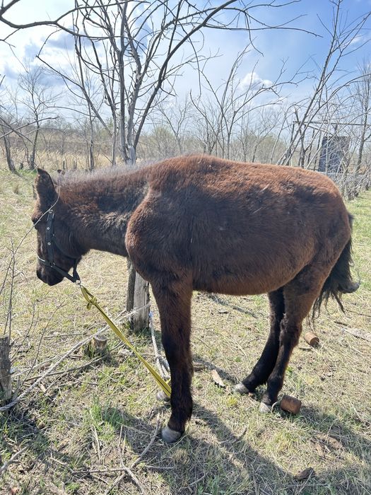 Сатамын- Жабағы!