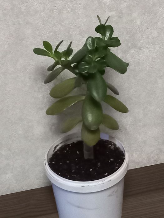 Продам домашние цветы: денежное дерево