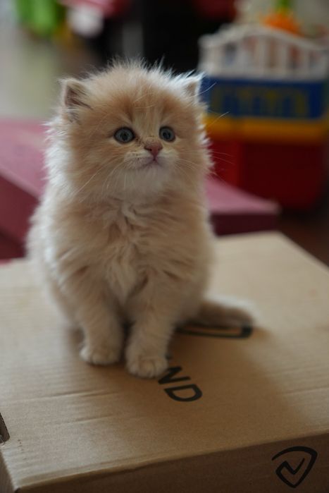 Продаем месячных котят