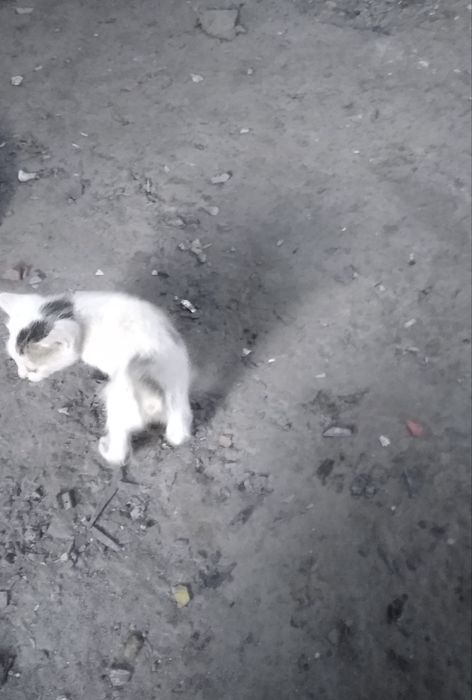 Mushuk bolari.        Koshki