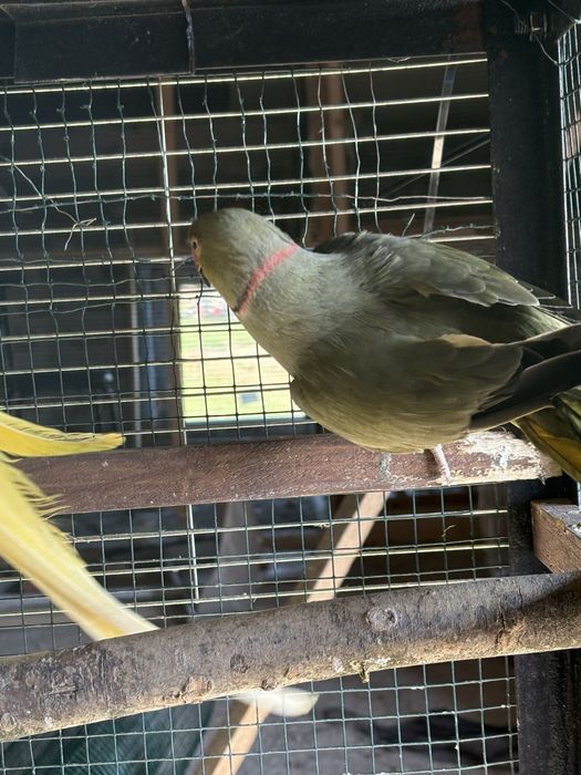 Разменям малки Александъри