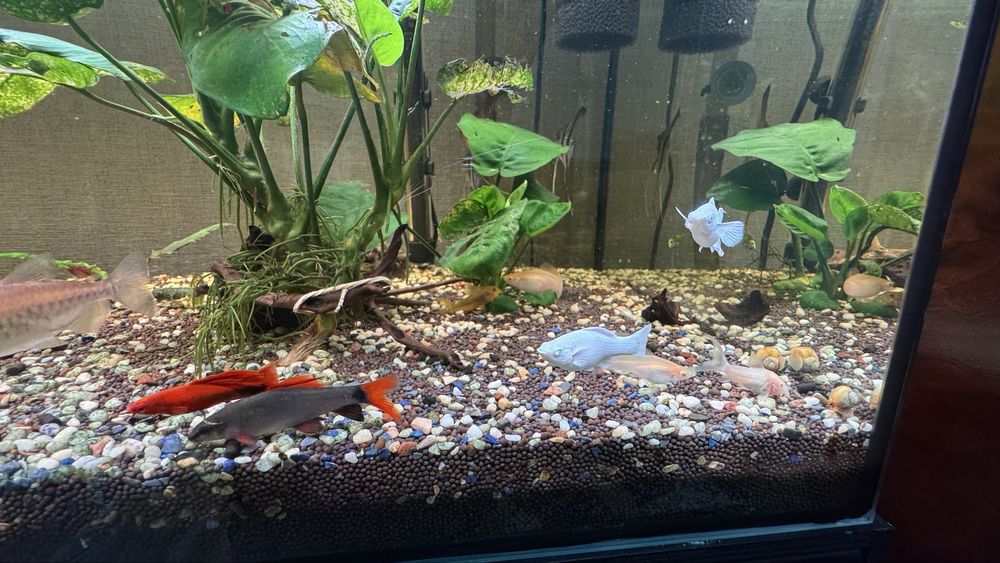 Продается аквариумные рыбы