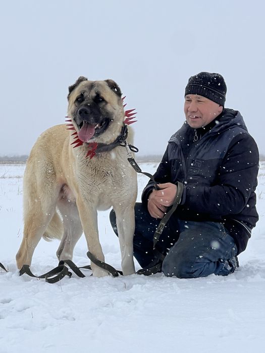 Щенок Алабай, мальчик, полтора месяца