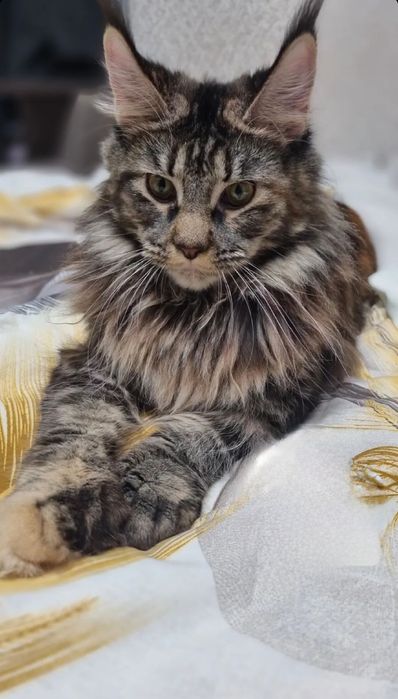 Отдам кошку мейн-кун в добрые руки