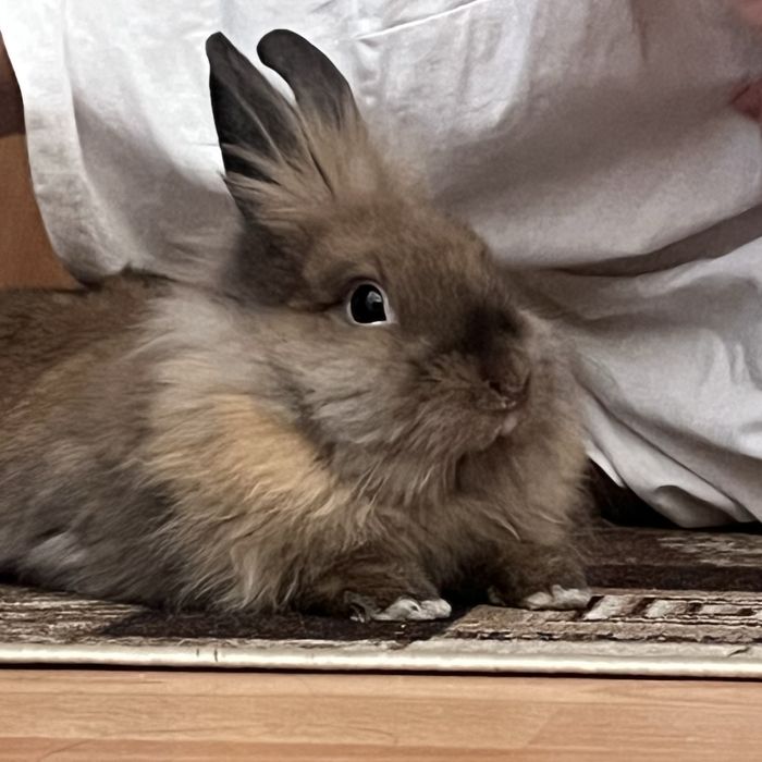 Продам кролика с клеткой!