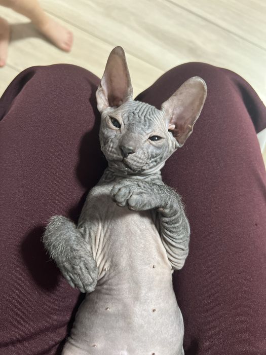 Продаются котята канадского сфинкса