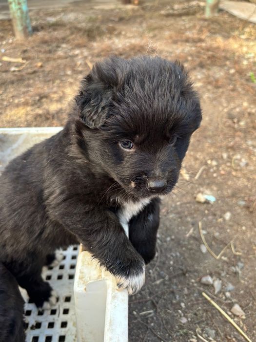 Отдам щенков  бесплатно