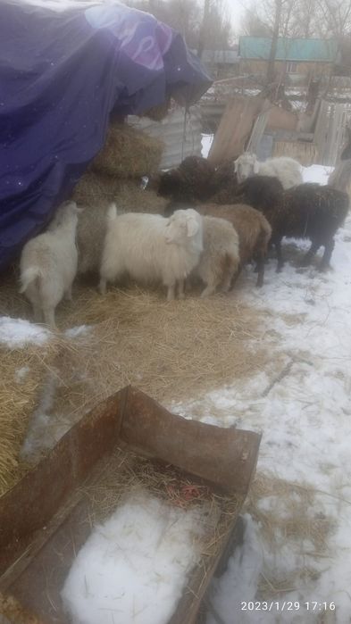 Продам молодые барашки козы