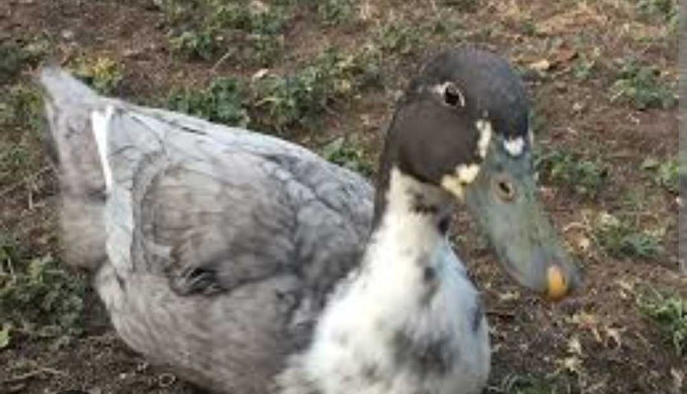 Продам утята башкирские