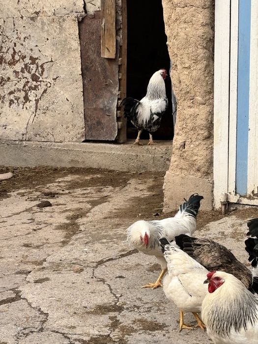 Куры срочно продам