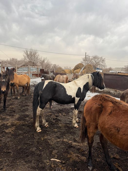 Продам Жеребец для табуна айғыр сатамын